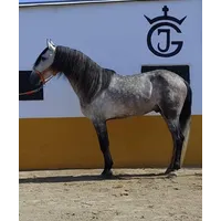 POTRO PURA RAZA ESPAÑOLA MARRON